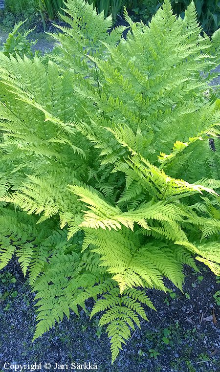  Dryopteris expansa